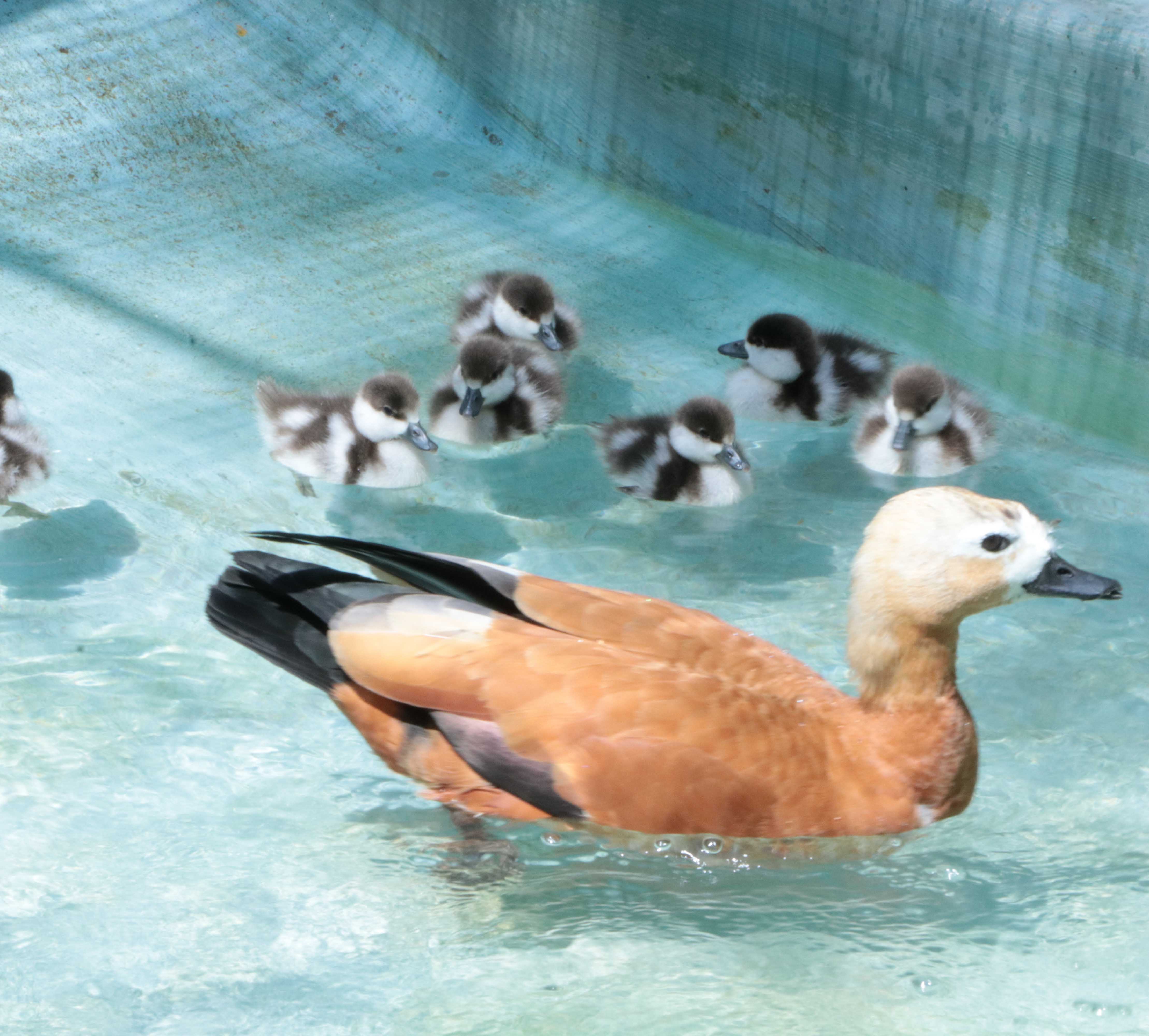 Ruddy Shelduck